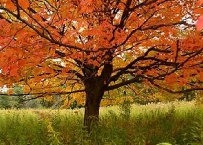 Starved Rock & Conference Center 3* Utica